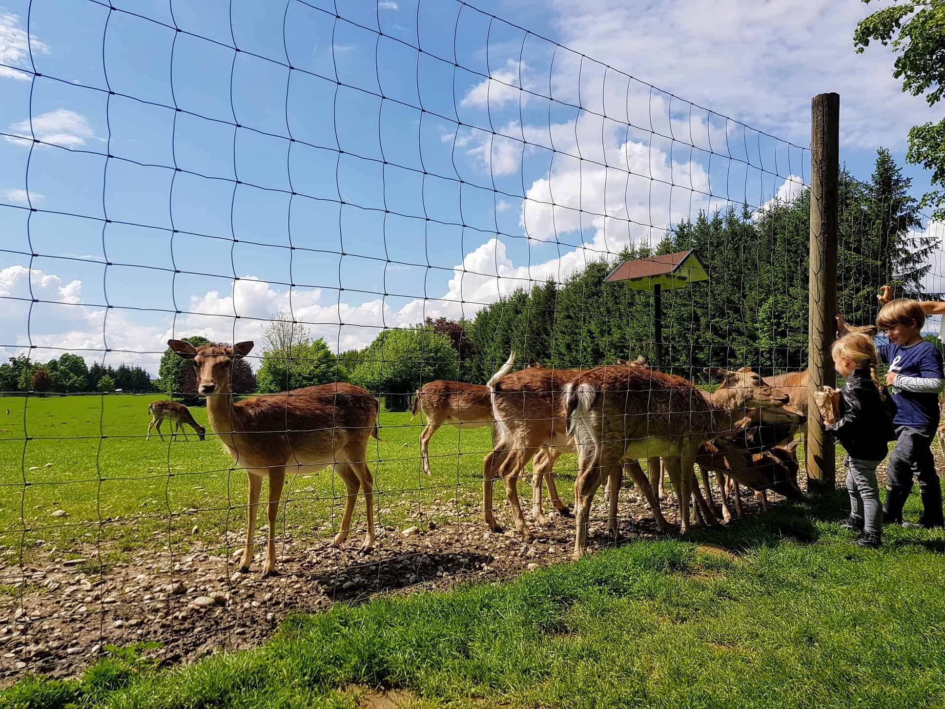 Wildgehege Tierpark Rosegg Kärnten Ausflugsziele für Kinder Zoo
